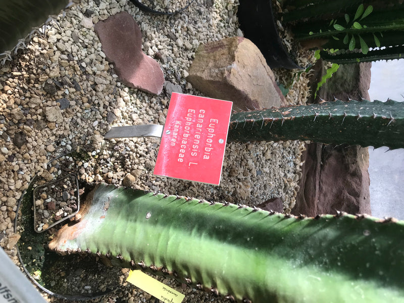 Auf dem Bild ist eine fleischige, säulenförmige Kanarische Wolfsmilch (Euphorbia canariensis) mit Dornen in einem Kiesbett zu sehen. Daneben steckt ein rotes...