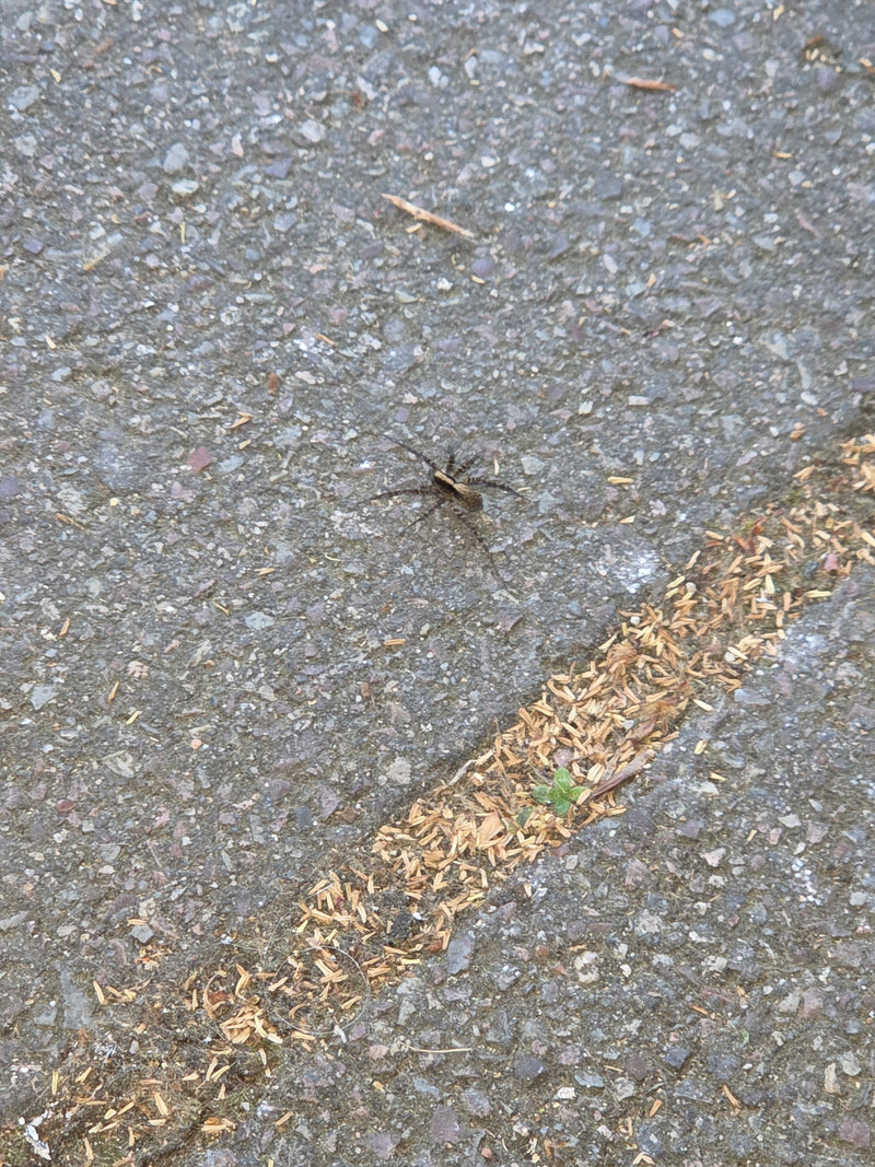 Wolfspinne — Bild 2