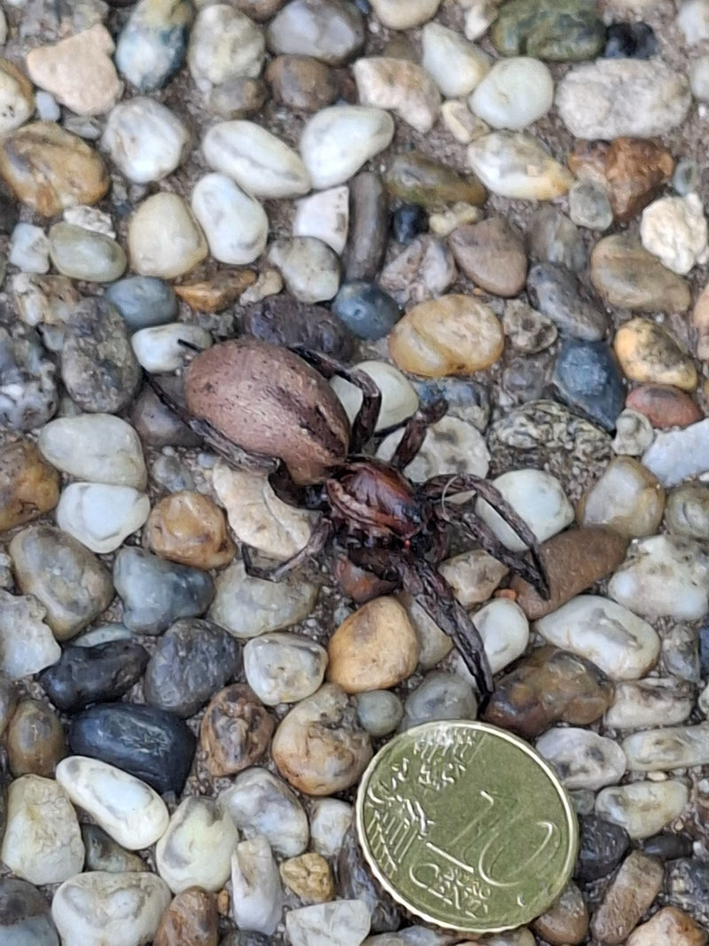 Wolfspinne (Gattung Alopecosa) — Bild 2