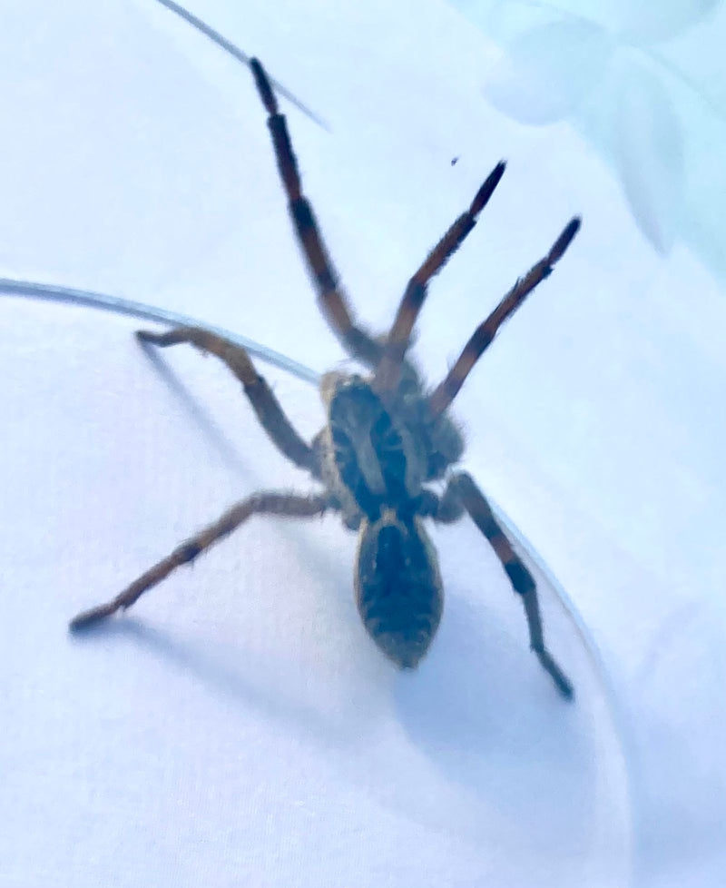 Wolfspinne (Gattung Alopecosa) — Bild 1