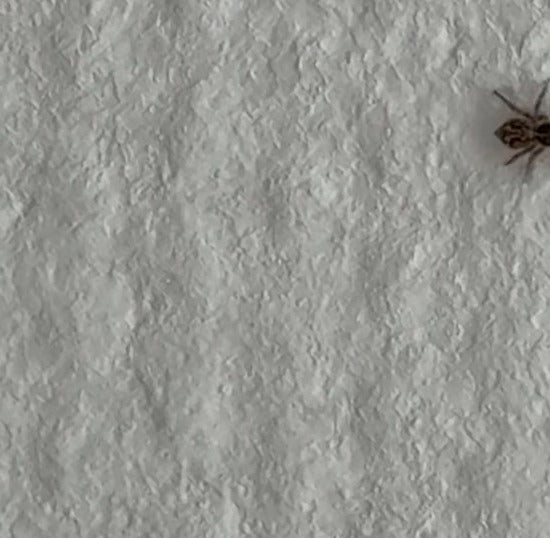Wolfspinne (Gattung Pardosa) — Bild 2