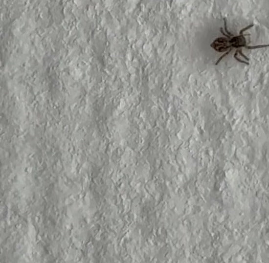 Wolfspinne (Gattung Pardosa) — Bild 3