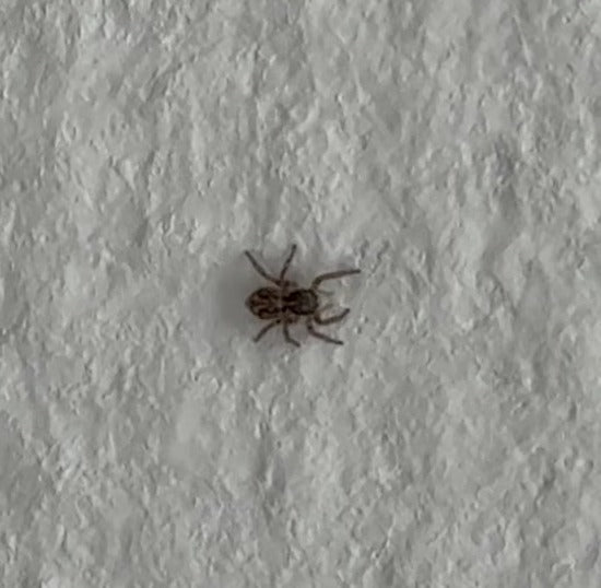 Wolfspinne (Gattung Pardosa) — Bild 4