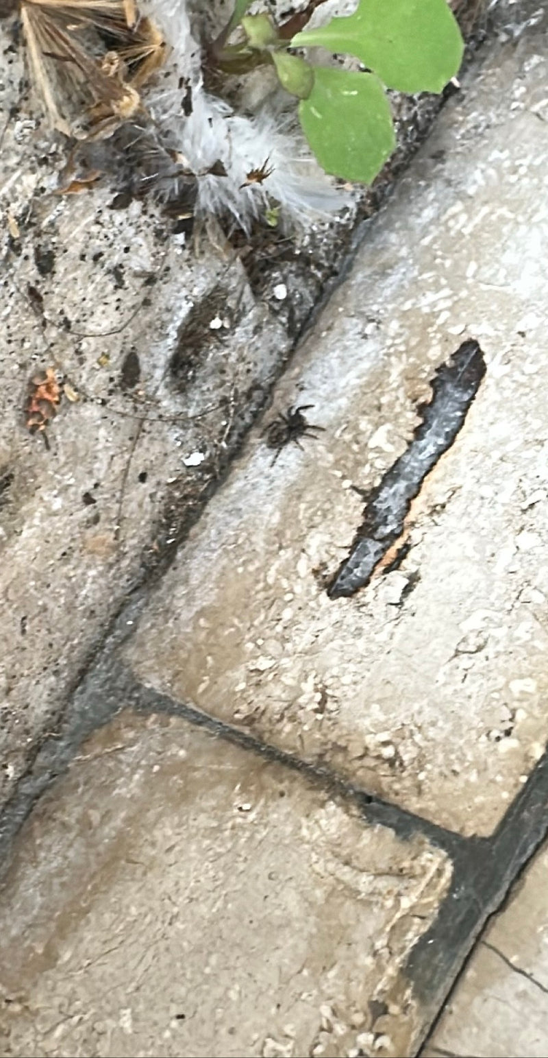 Wolfspinne — Bild 3