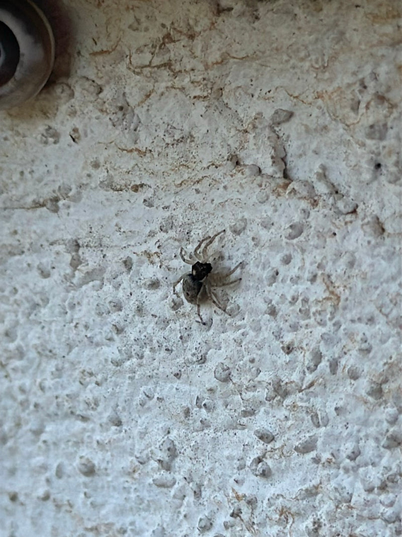 Wollige Mauerspringspinne — Bild 2