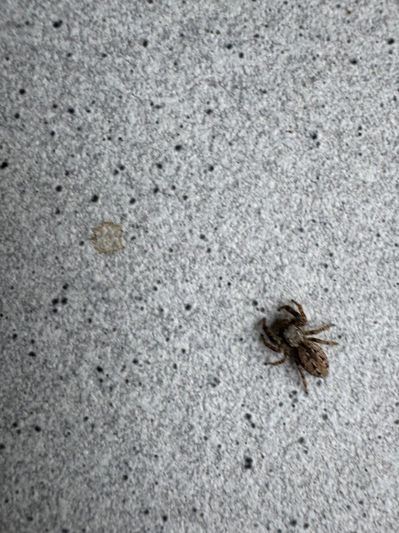 Wollige Mauerspringspinne — Bild 1