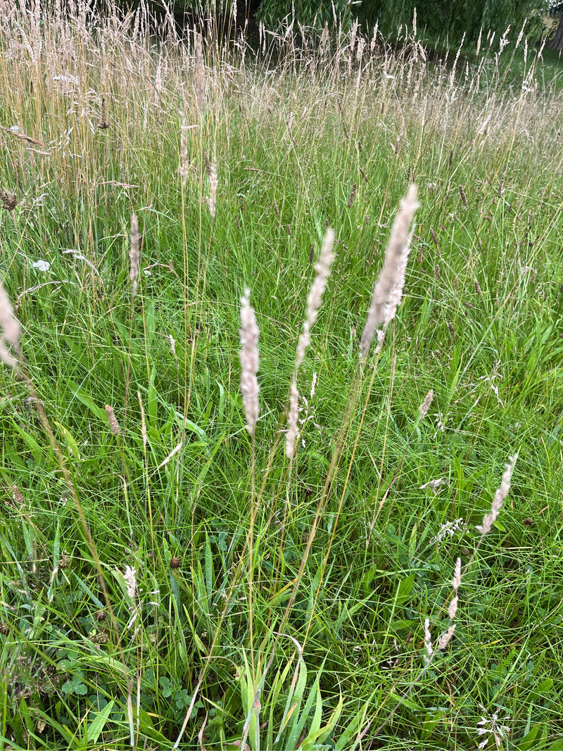 Wolliges Honiggras — Bild 1