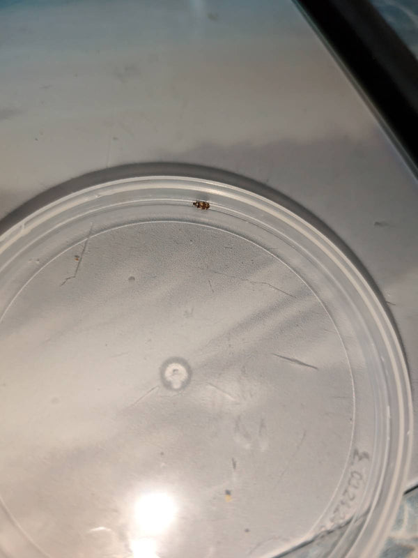 Ein Wollkrautblütenkäfer sitzt auf einem hellen Plastikdeckel. Das Tier ist durch die Aufnahme aus der Distanz relativ klein abgebildet.