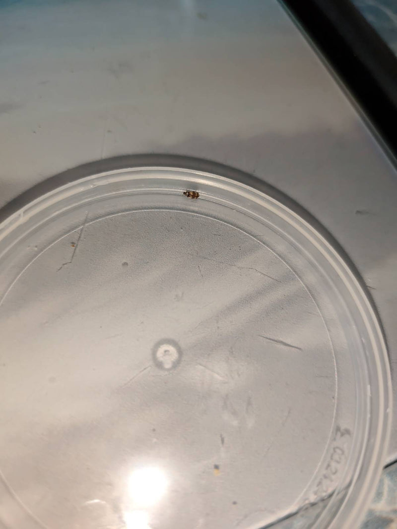 Ein Wollkrautblütenkäfer sitzt auf einem hellen Plastikdeckel. Das Tier ist durch die Aufnahme aus der Distanz relativ klein abgebildet.