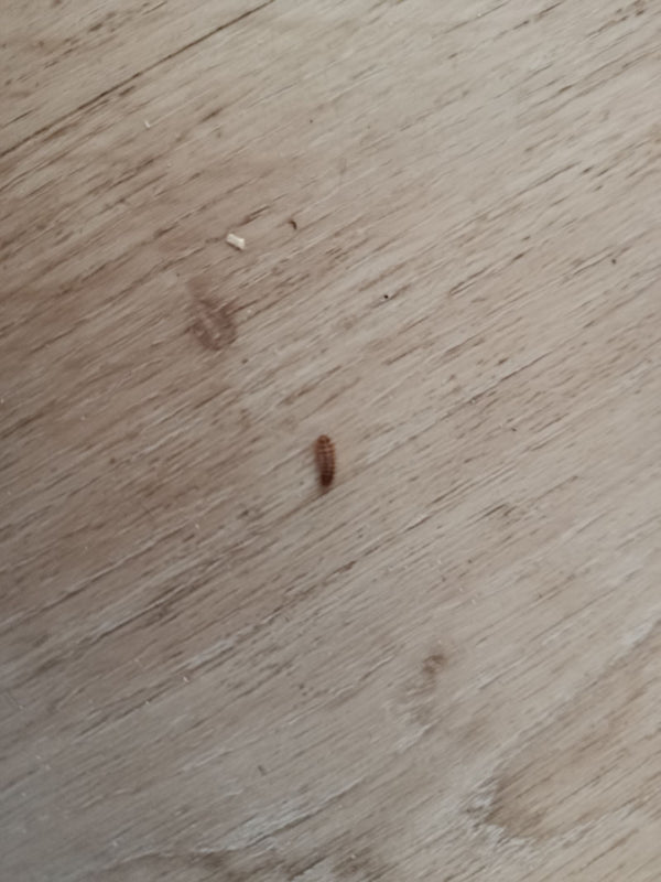 Auf einem hellen Holzfußboden ist eine kleine, borstige Larve des Wollkrautblütenkäfers zu sehen. Das Insekt bewegt sich langsam über den Untergrund.