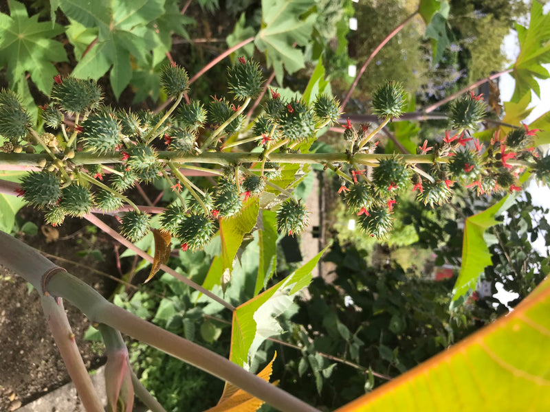 Auf dem Bild ist der charakteristische Blüten- und Fruchtstand eines Rizinus zu sehen. Die stacheligen Kapselfrüchte und kleinen roten Blüten sitzen an einem...
