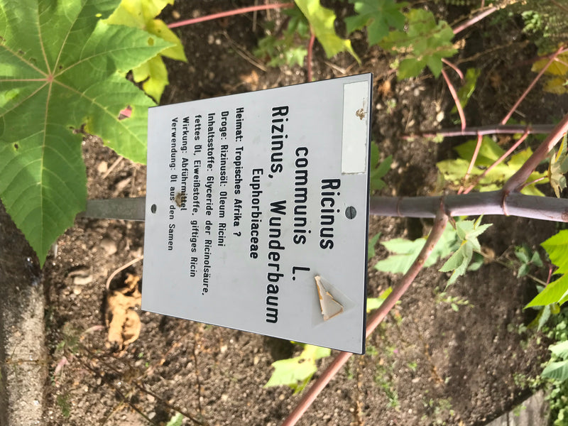 Rizinus — Bild 3 von 15