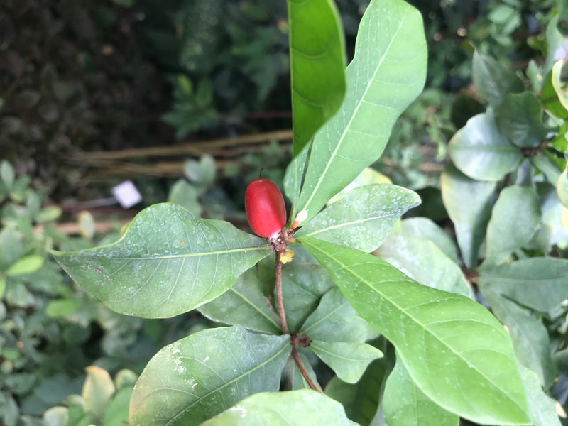 Zu sehen ist eine einzelne, leuchtend rote Frucht der Wunderbeere, umgeben von grünen Blättern an einem Zweig.