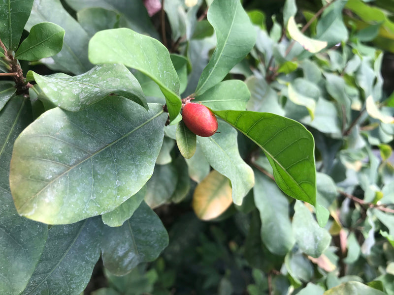 Auf dem Bild ist eine einzelne, längliche rote Frucht der Wunderbeere zu sehen, die von grünen Blättern umgeben ist. Die Perspektive zeigt den Zweig von oben.