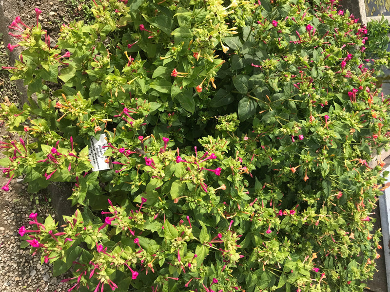 Zu sehen ist eine buschige Wunderblume mit zahlreichen grünen Blättern und leuchtend pinken Blüten in Aufsicht. Die Pflanze wächst in einem Beet neben einem ...