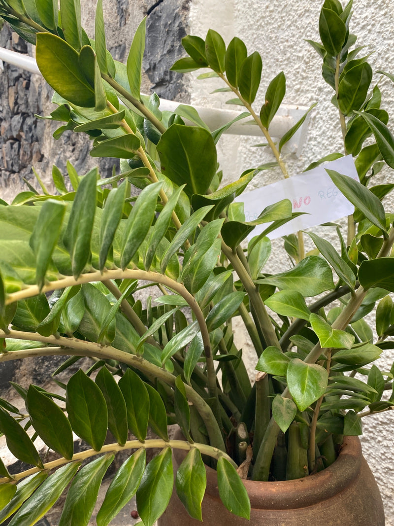 Zu sehen ist eine gesunde Glücksfeder mit ihren typisch glänzenden, grünen Blättern in einem Blumentopf. Die Pflanze steht vor einer hellen Wand.