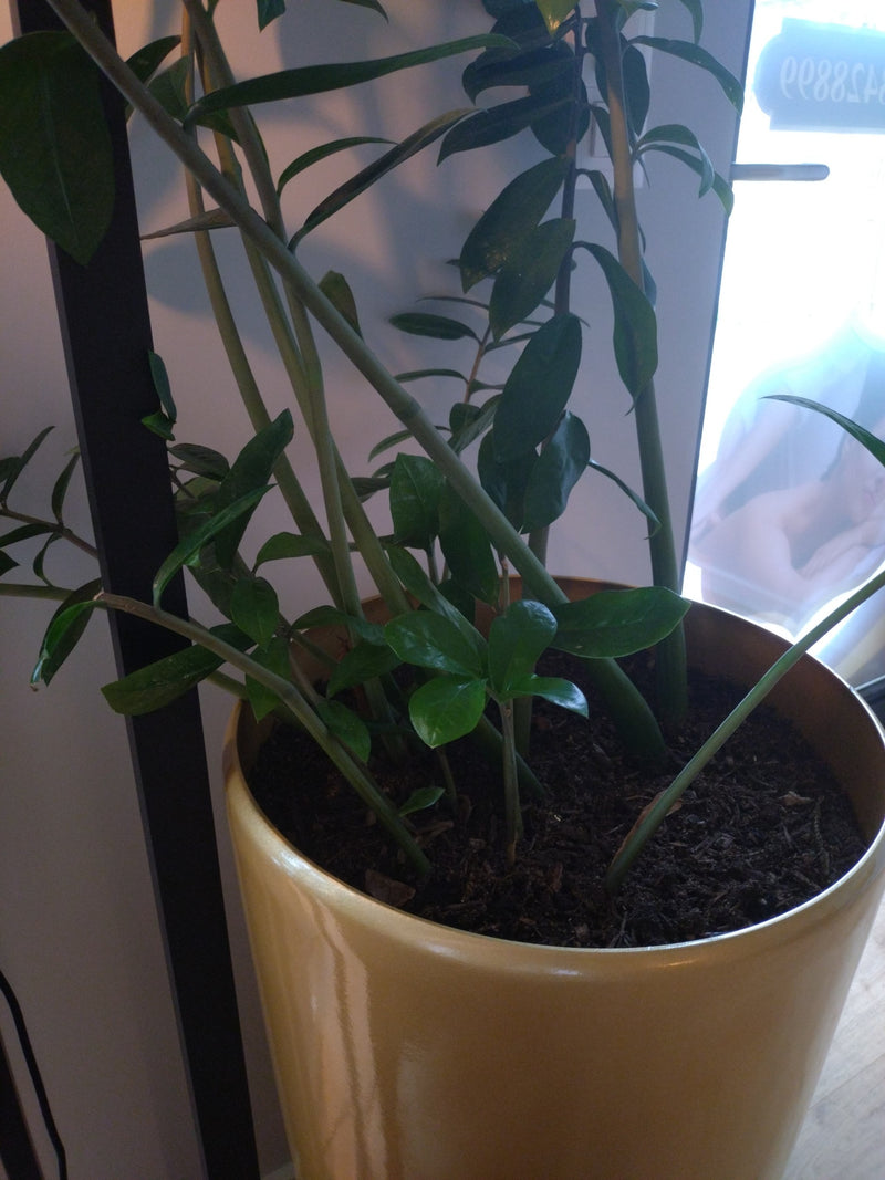 Gluecksfeder — Bild 4