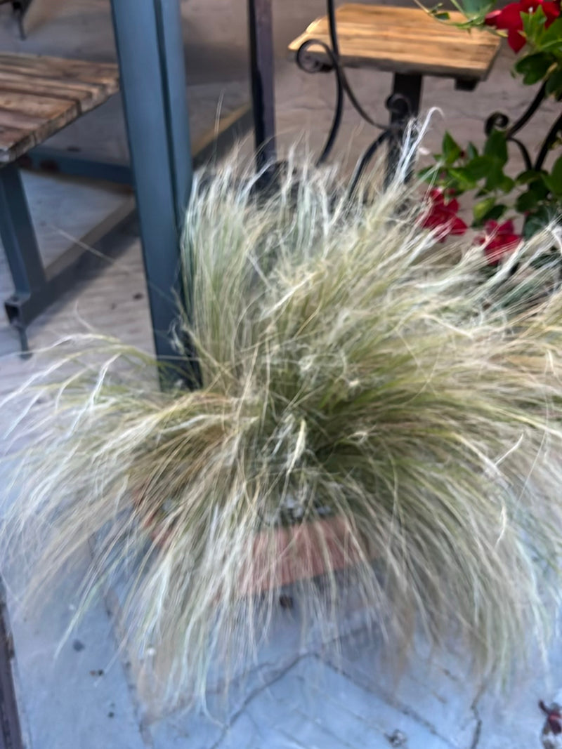 Zartes Federgras — Bild 1