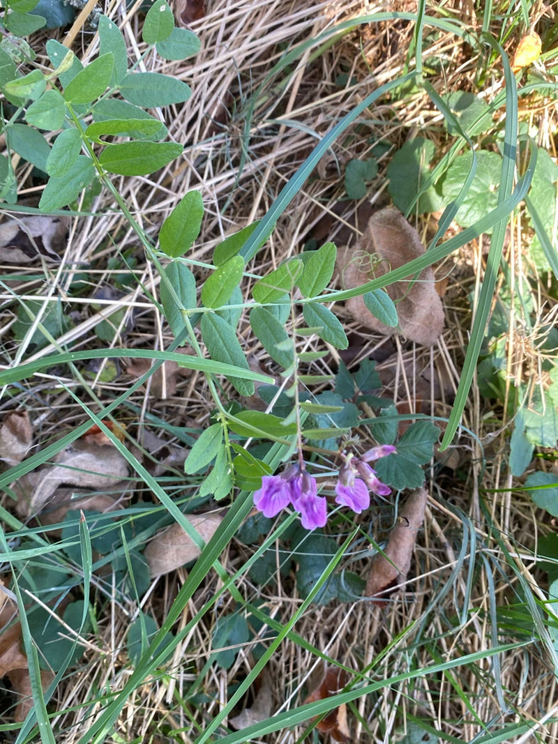 Eine blühende Zaun-Wicke mit violetten Blüten wächst zwischen Gräsern und trockenem Laub am Boden.