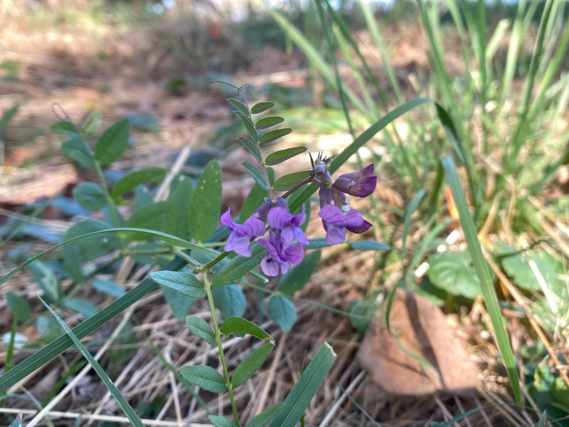 Eine blühende Zaun-Wicke mit violetten Blüten wächst zwischen Gräsern und trockenem Pflanzenmaterial.