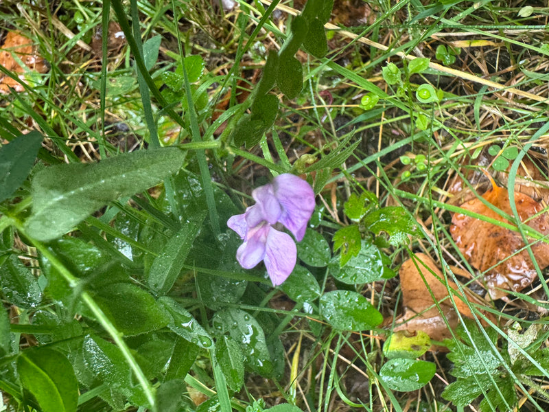 Eine blühende Zaun-Wicke mit violetten Schmetterlingsblüten wächst inmitten von feuchtem Gras und Laub.