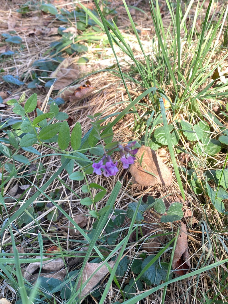 Eine blühende Zaun-Wicke wächst zwischen Gräsern und trockenem Laub am Boden.