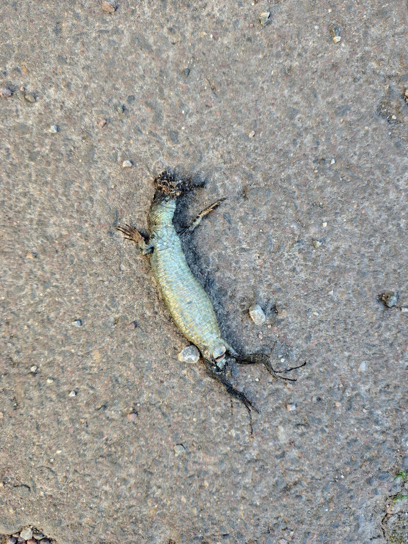 Zauneidechse — Bild 5