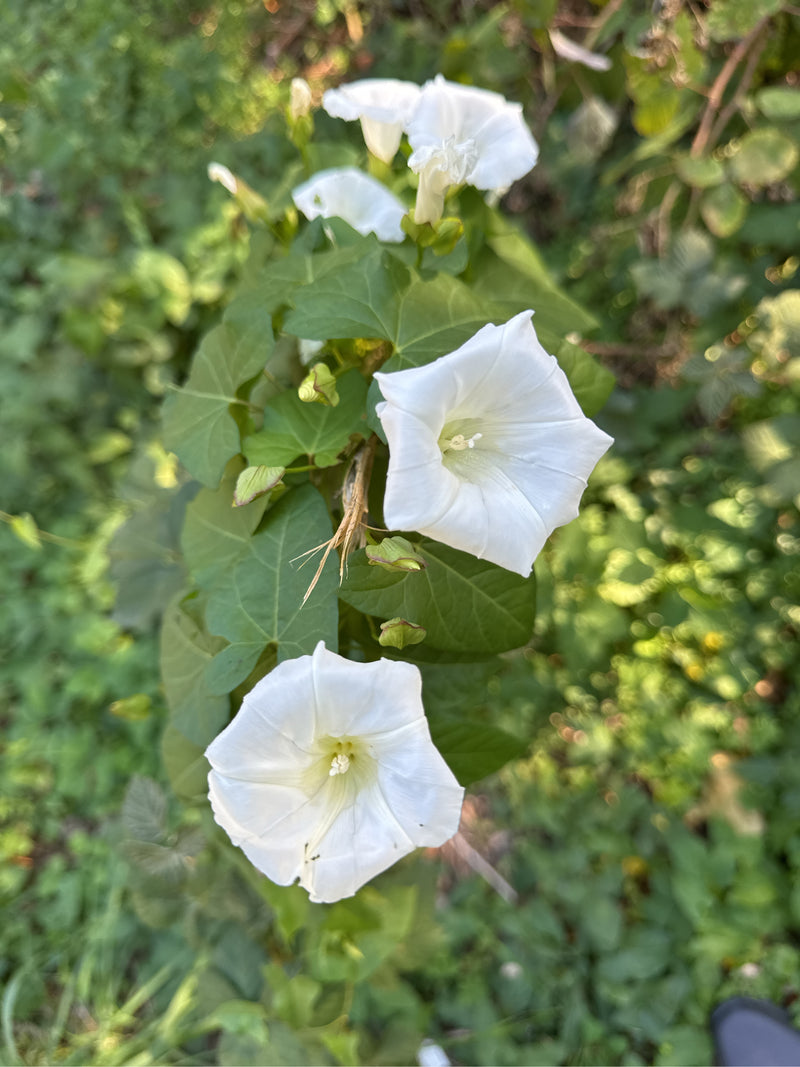 Eine blühende Zaunwinde mit großen, reinweißen Trichterblüten und grünen Laubblättern klettert im dichten Gestrüpp.