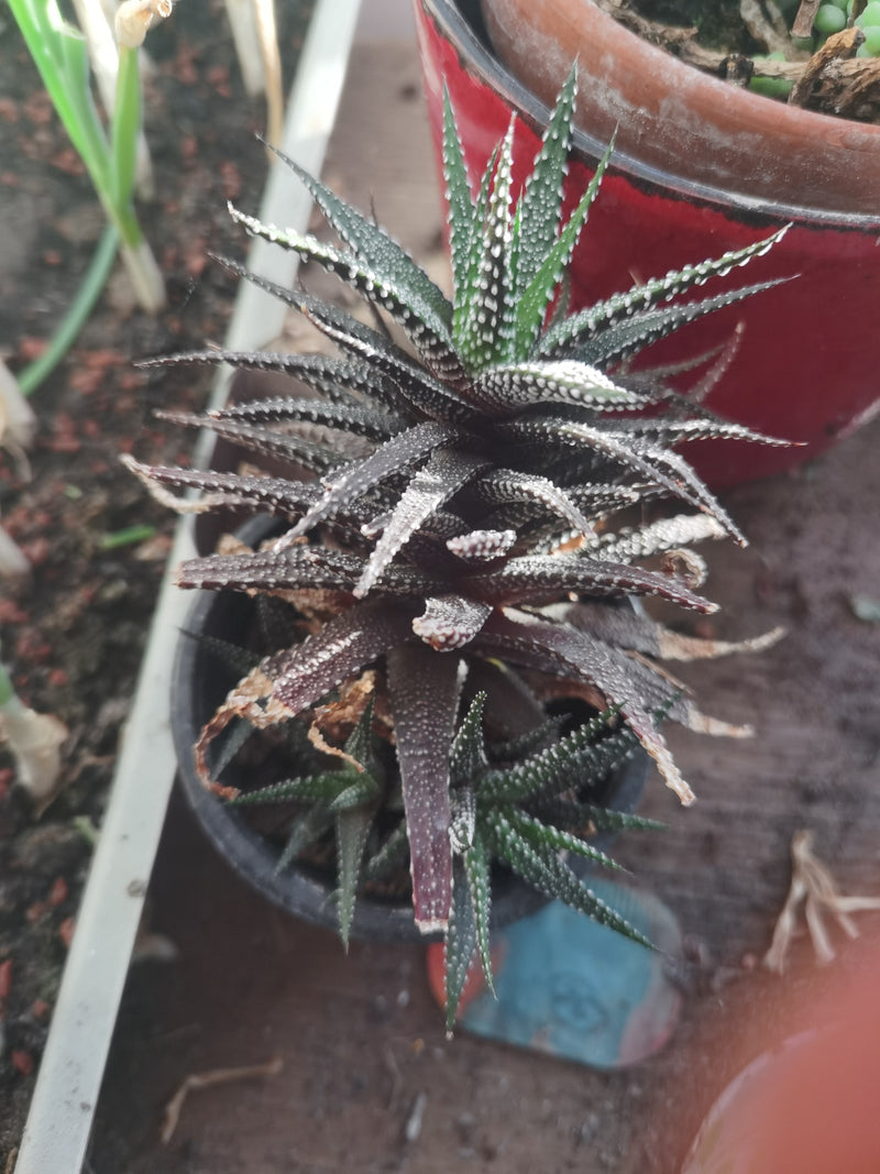 Zebra-Ampelaloe — Bild 3