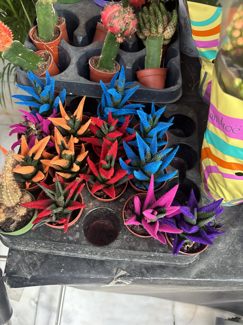 Zebra-Ampelaloe — Bild 2