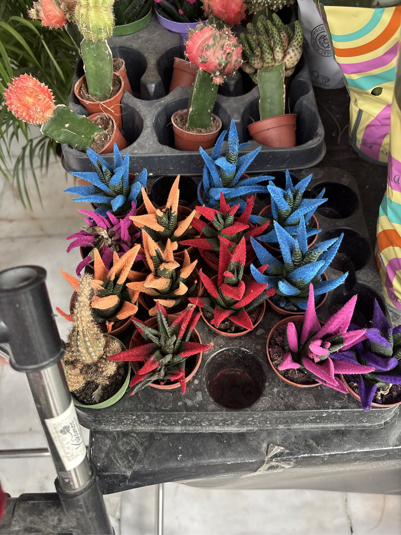 Zebra-Ampelaloe — Bild 1