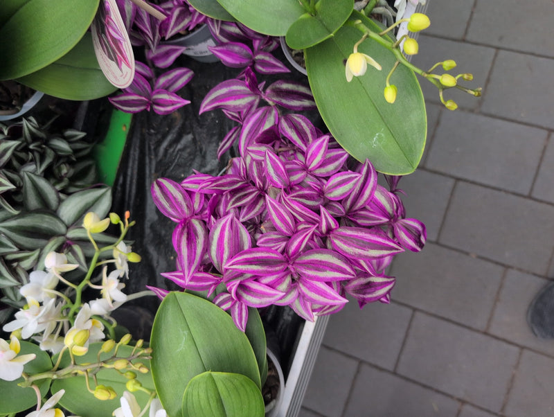 Zebrakraut — Bild 2
