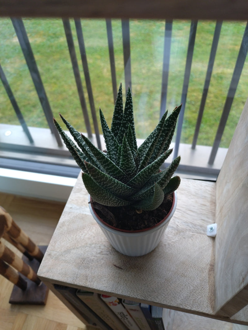 Zebra-Haworthie — Bild 5
