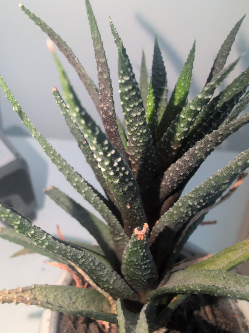 Zebra-Haworthie — Bild 4