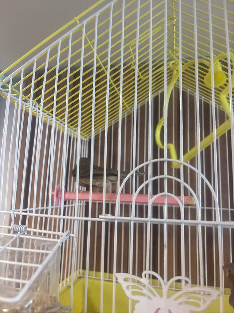 Zebrafink — Bild 5