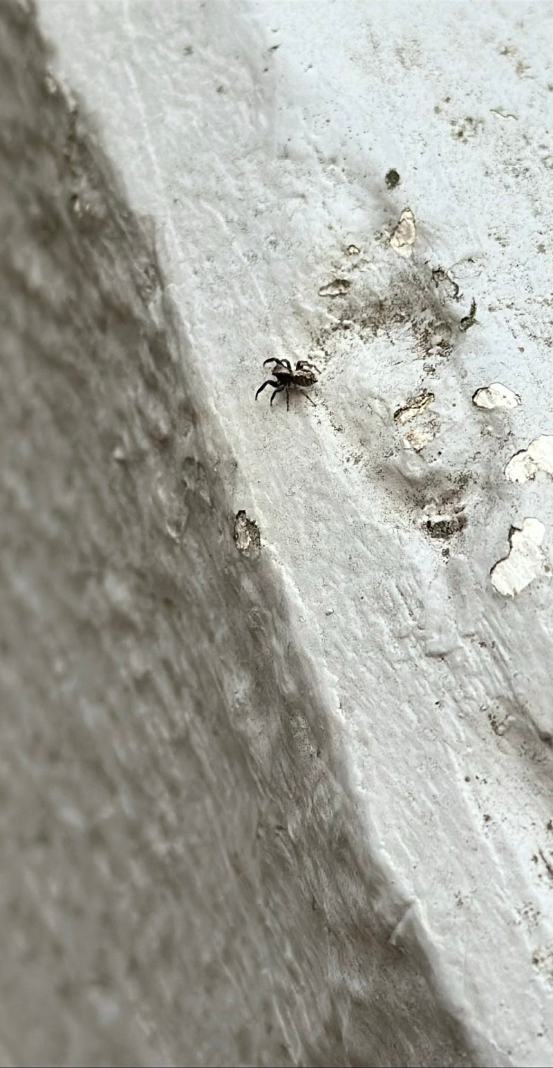 Zebraspringspinne — Bild 1