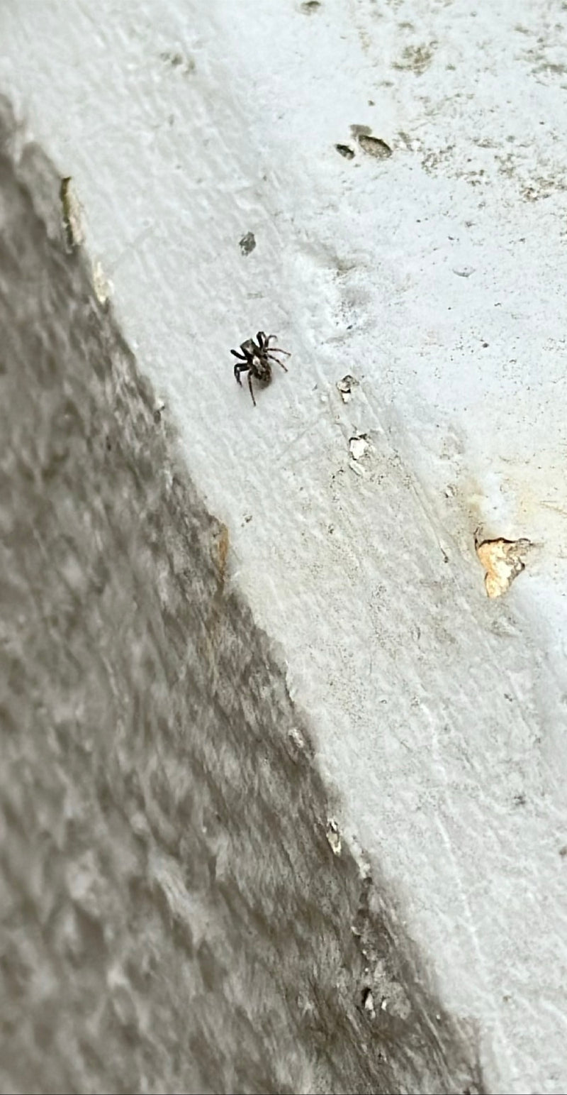 Zebraspringspinne — Bild 4