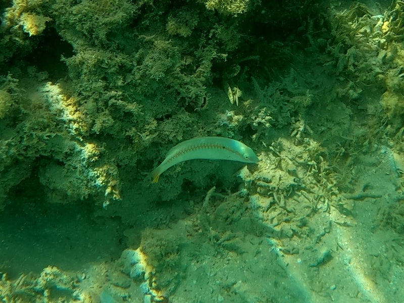 Zickzack-Lippfisch — Bild 1