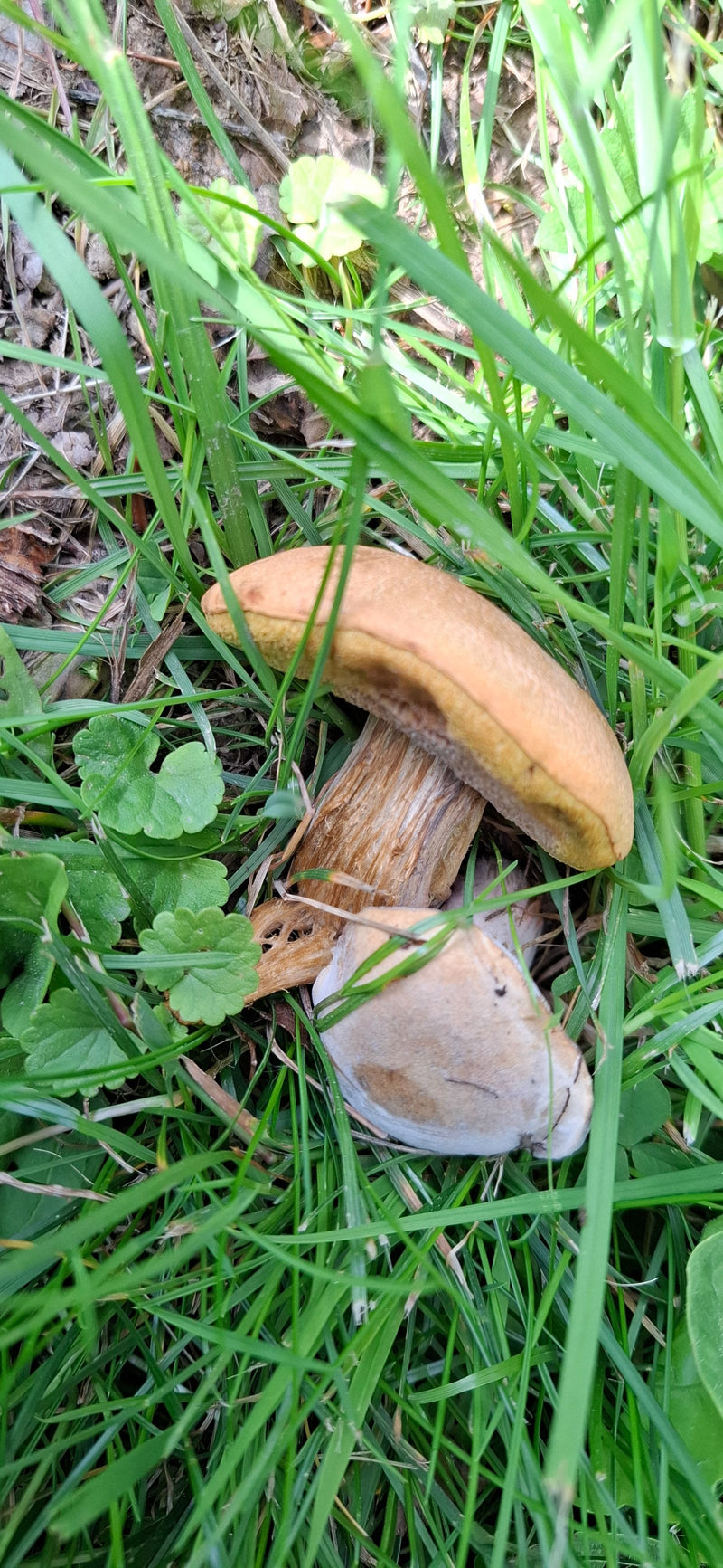 Ziegenlippe — Bild 1