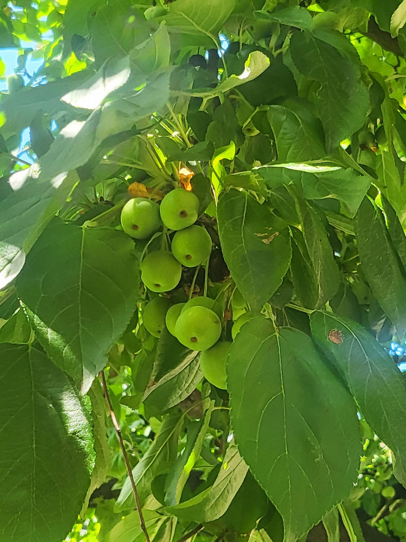 Zierapfel — Bild 3