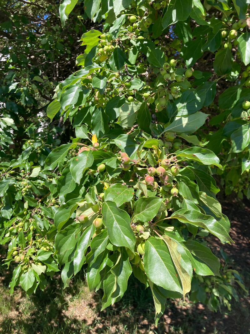 Zierapfel — Bild 1