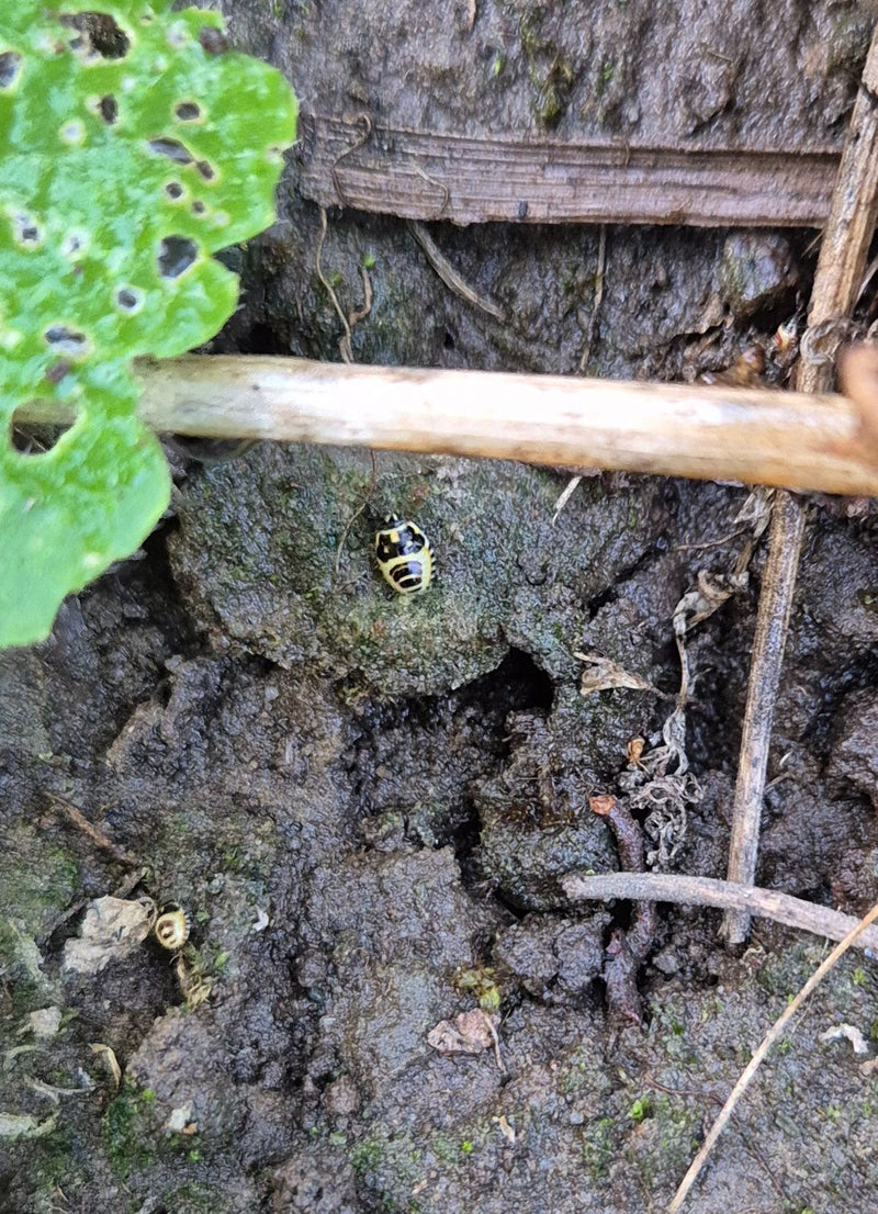 Zierliche Kohlwanze — Bild 2