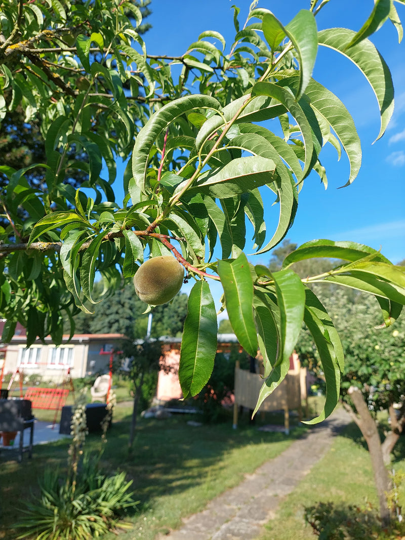 Zwergpfirsich — Bild 4