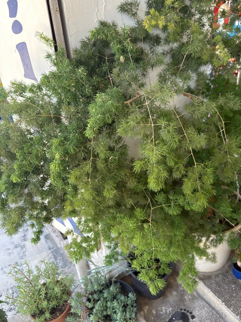Zierspargel — Bild 4