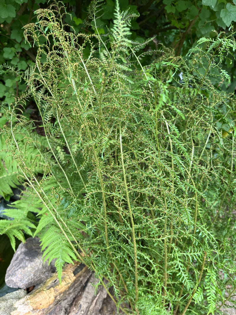 Zierspargel — Bild 1