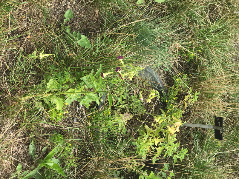 Ziertabak — Bild 2 von 2
