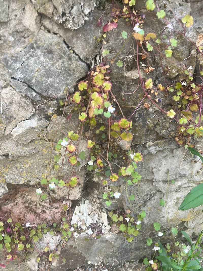 Zimbelkraut — Bild 3