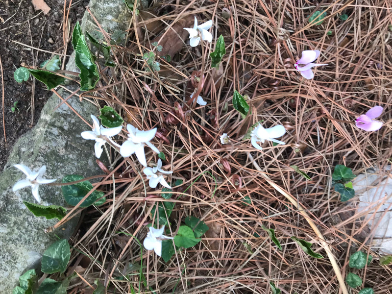 Zimmer-Alpenveilchen — Bild 4 von 11