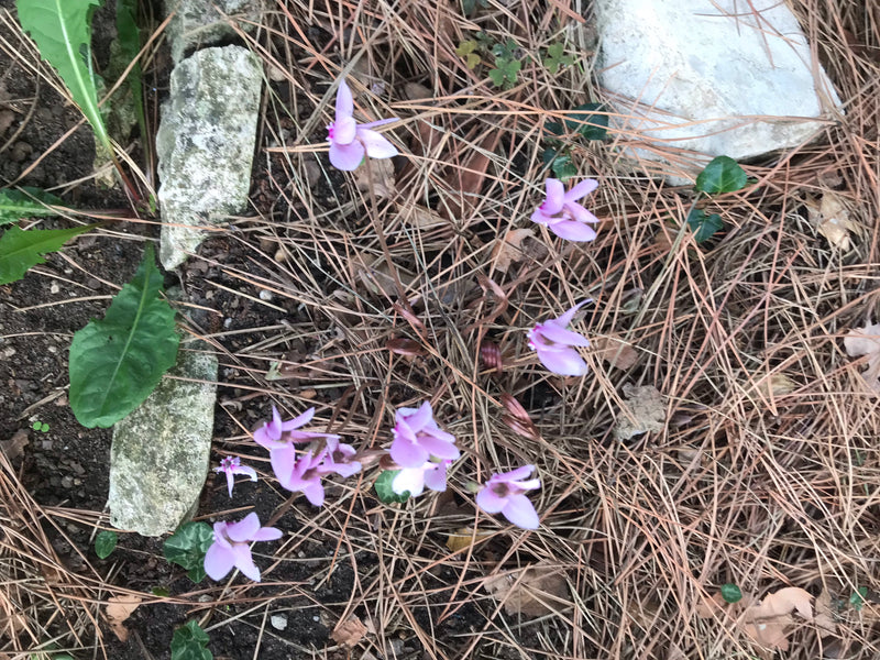 Zimmer-Alpenveilchen — Bild 2 von 11