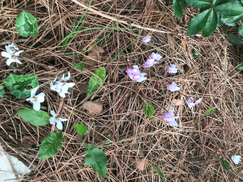 Zimmer-Alpenveilchen — Bild 3 von 11